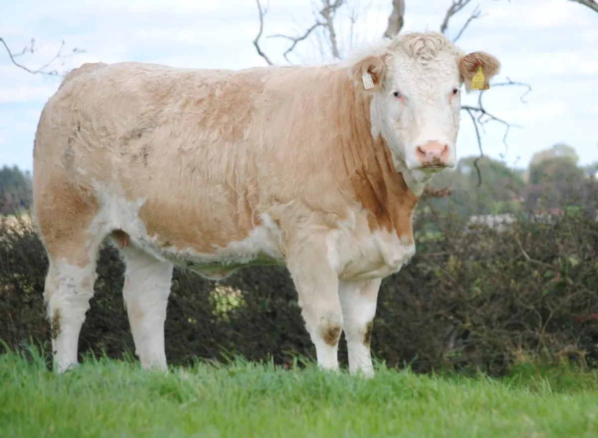 Simmental heifers - Image 4