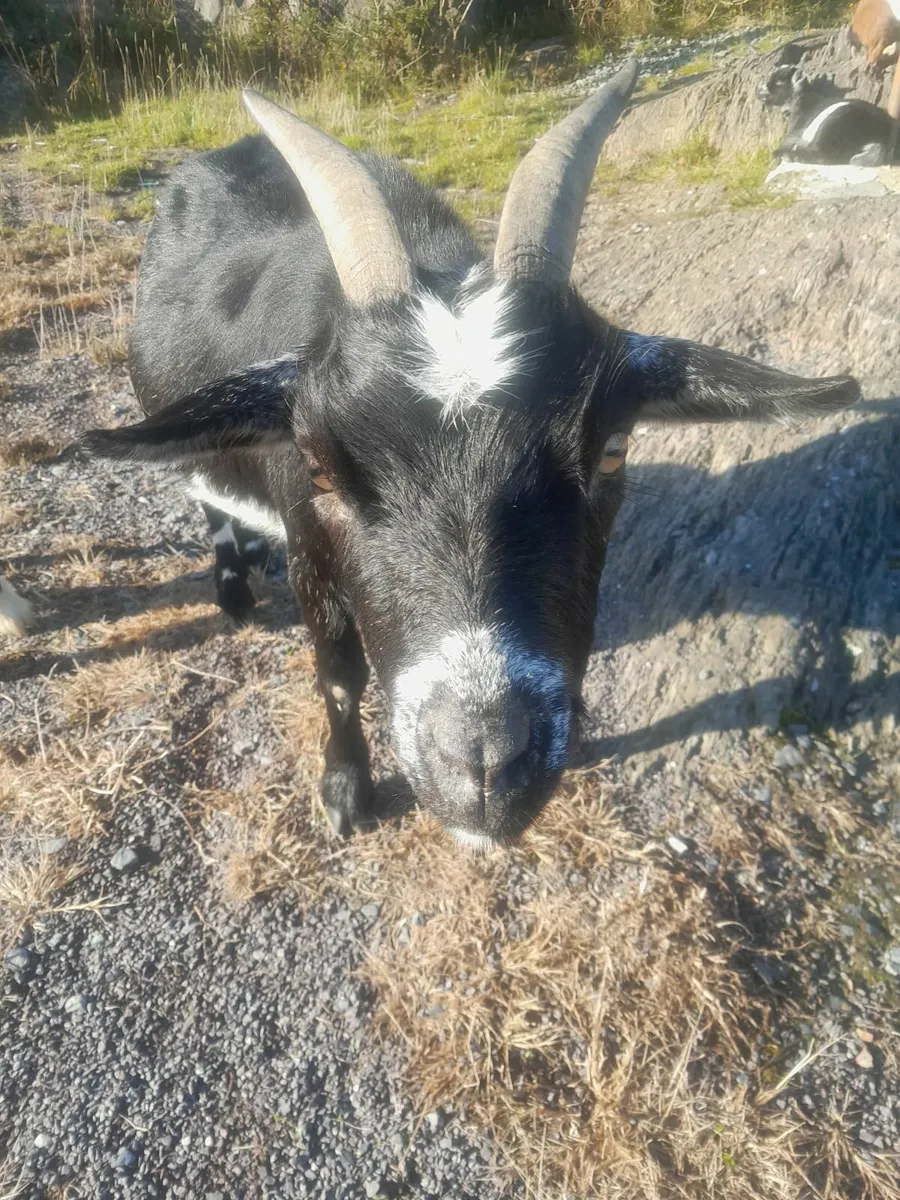 Pygmy goats
