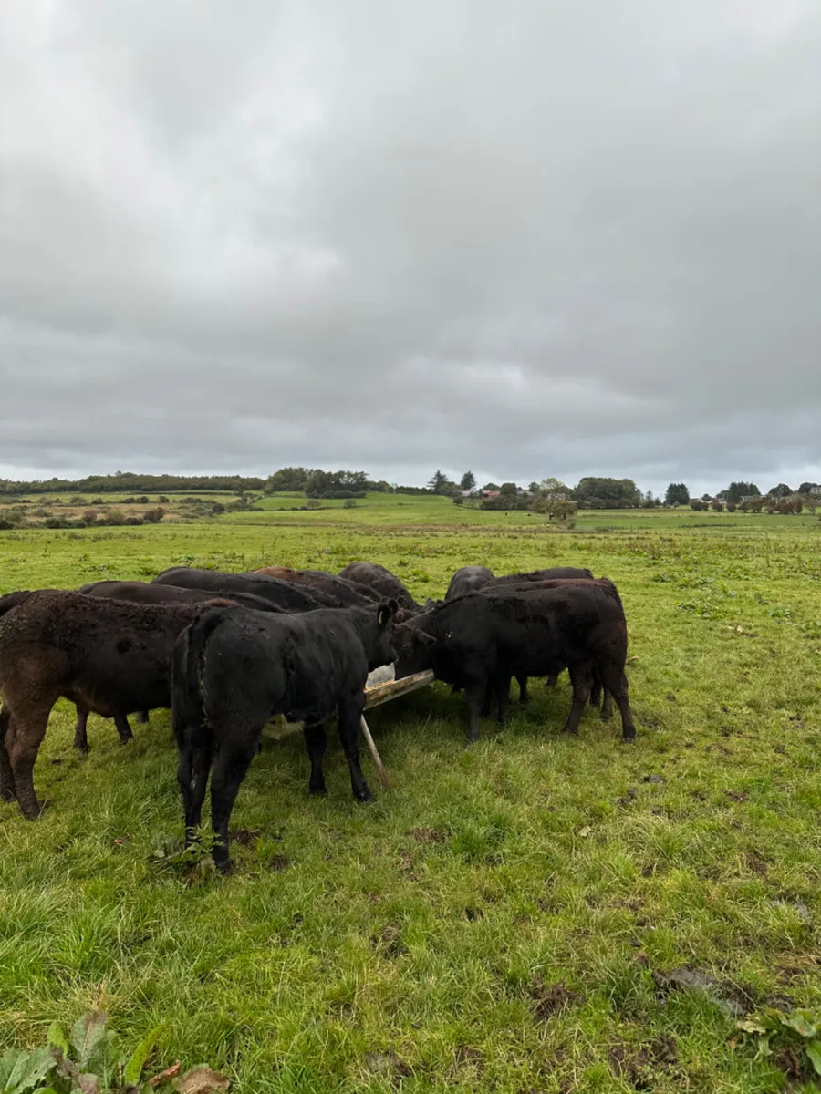 Lim heifers - Image 3