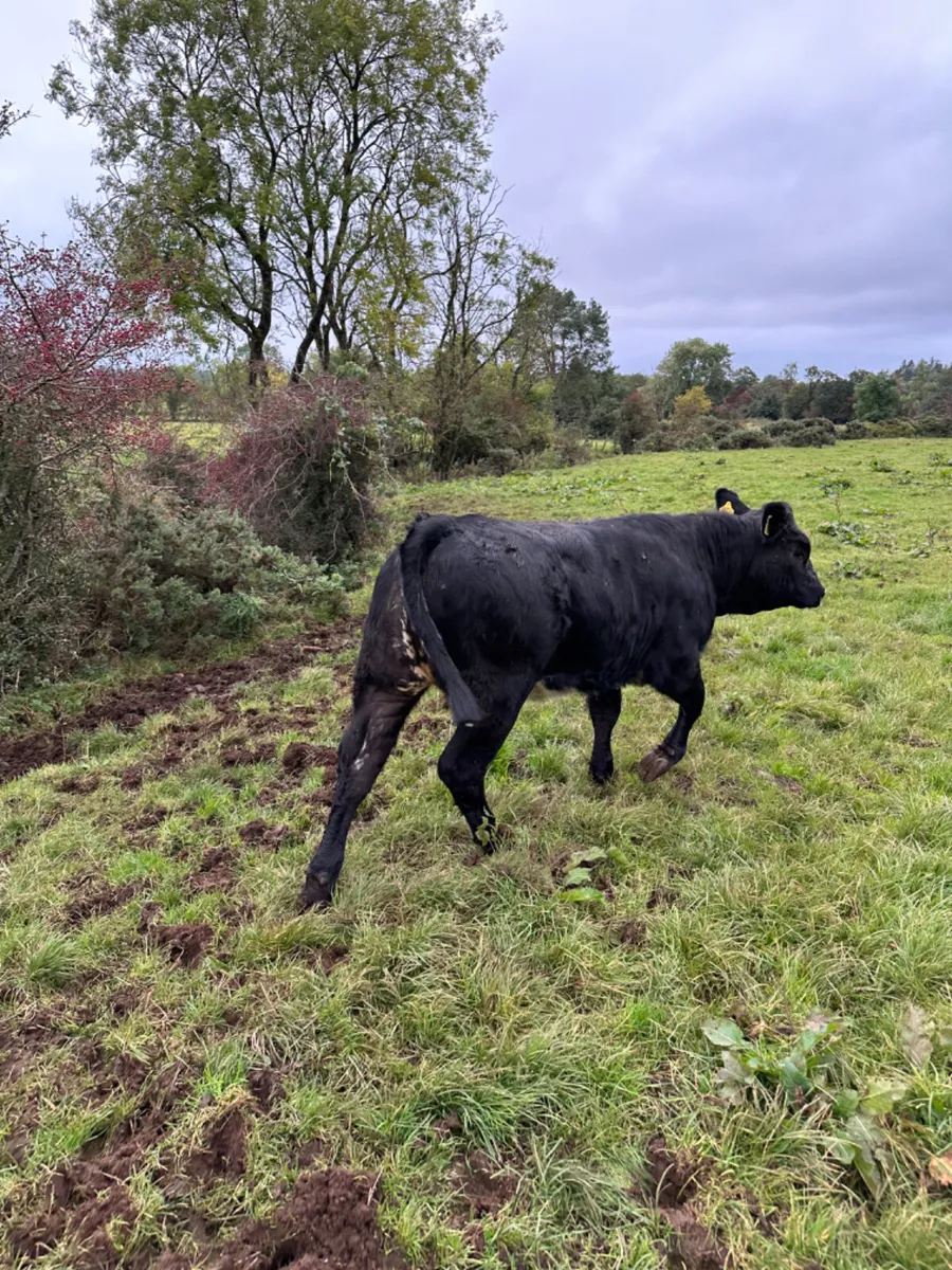 Lim heifers - Image 2