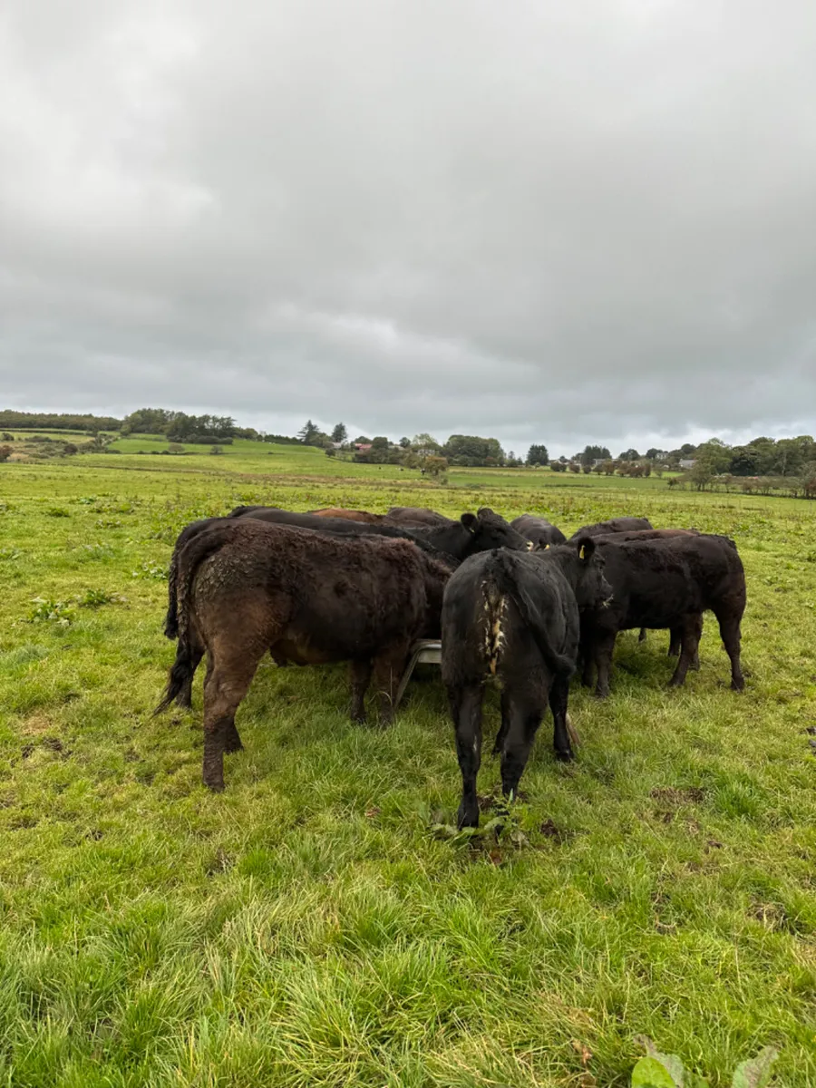 Lim heifers - Image 4