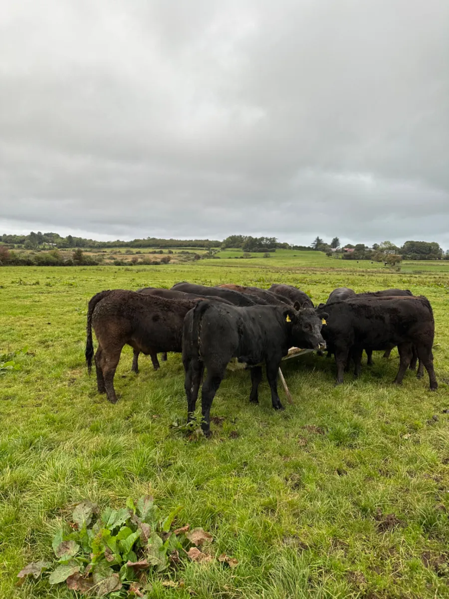 Lim heifers - Image 1