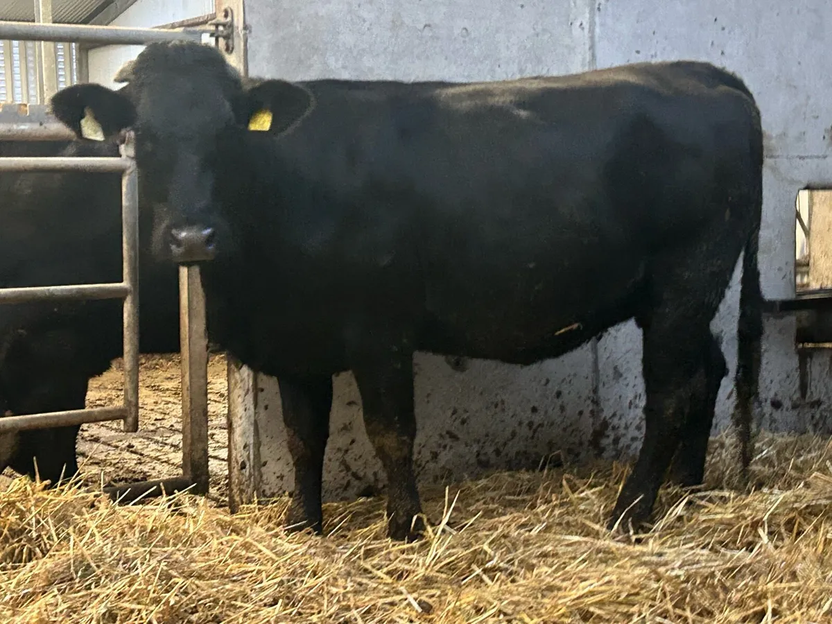 4 super incalf heifers - Image 3