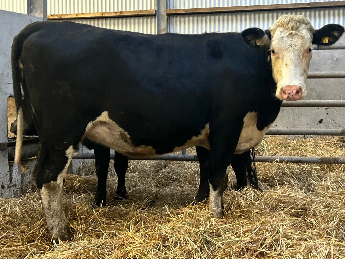 4 super incalf heifers - Image 4