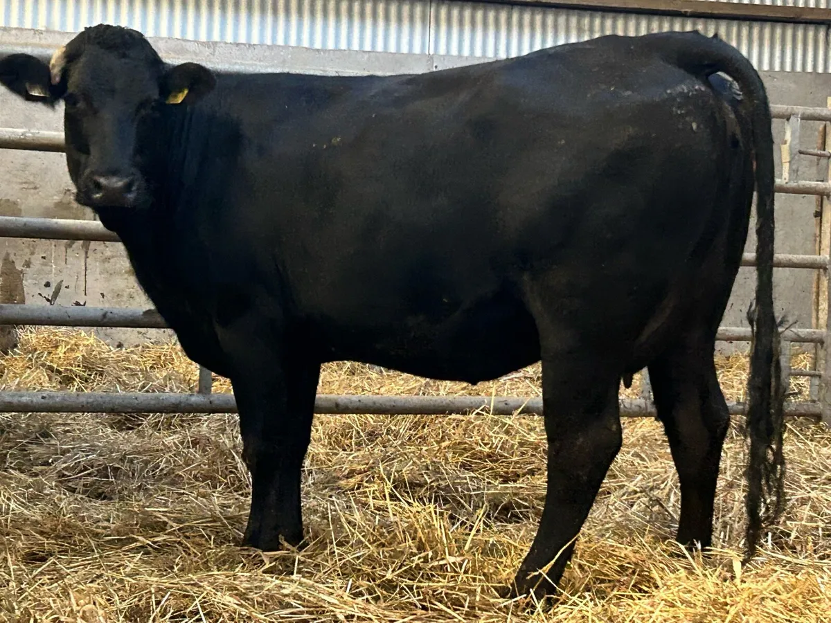 4 super incalf heifers - Image 2