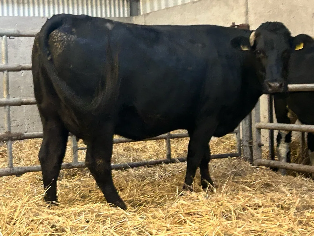 4 super incalf heifers - Image 1