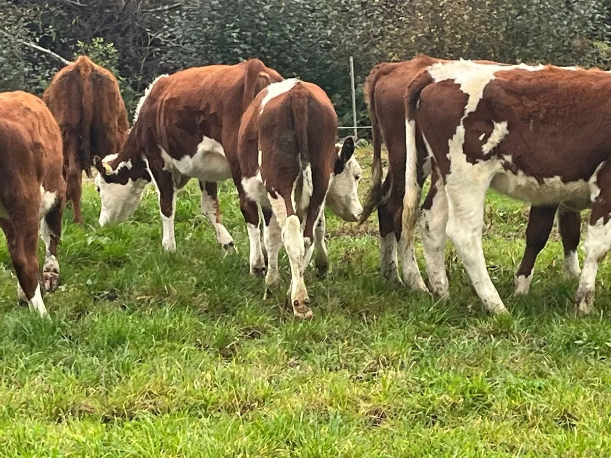 Heifer Weanlings - Image 2