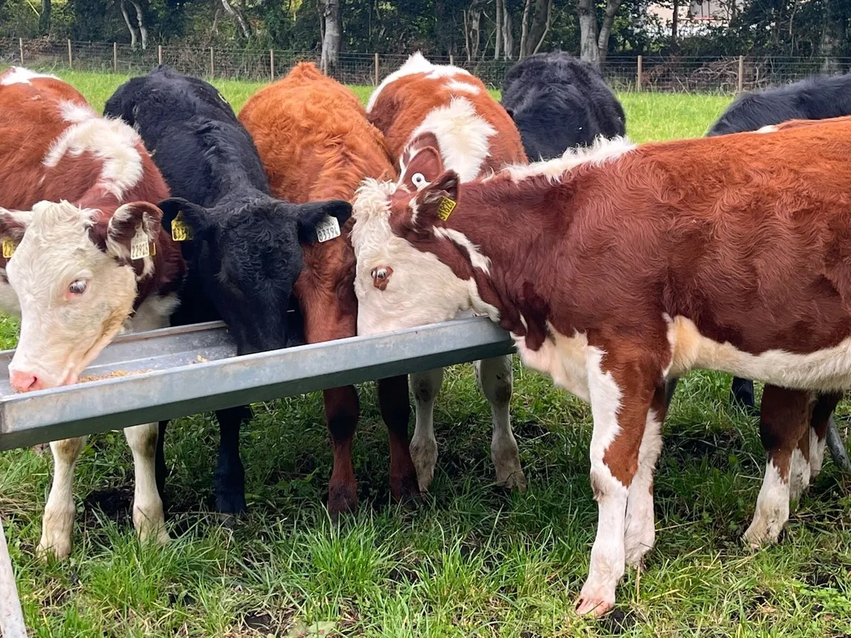 Heifer Weanlings - Image 3