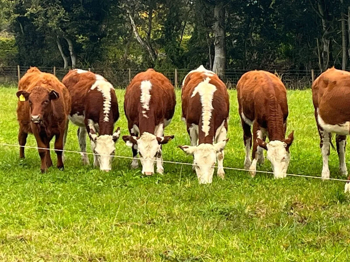 Heifer Weanlings - Image 4
