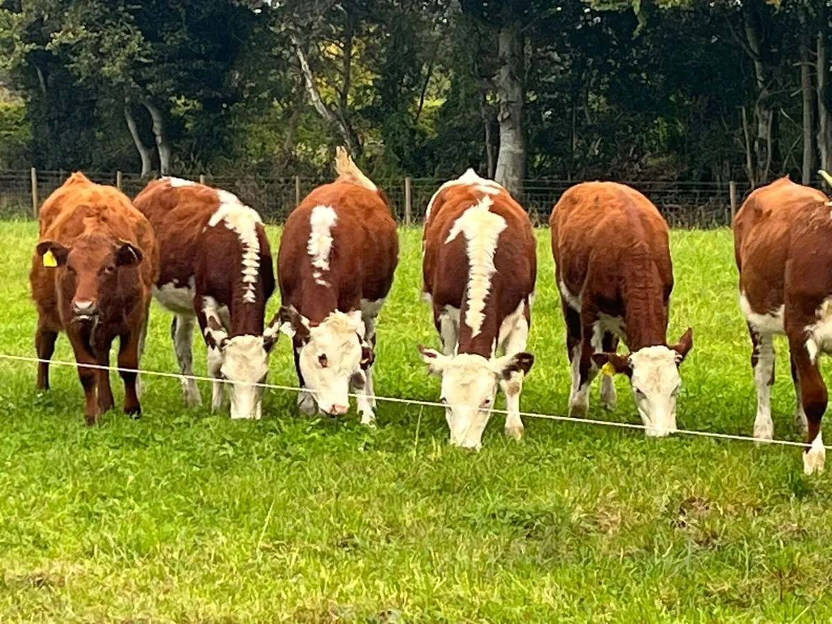 Heifer Weanlings - Image 1
