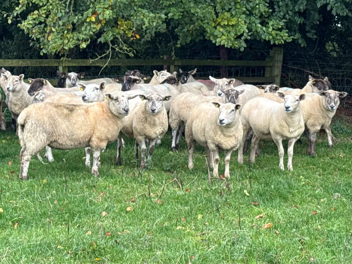 30 Borris Hoggets - Image 1