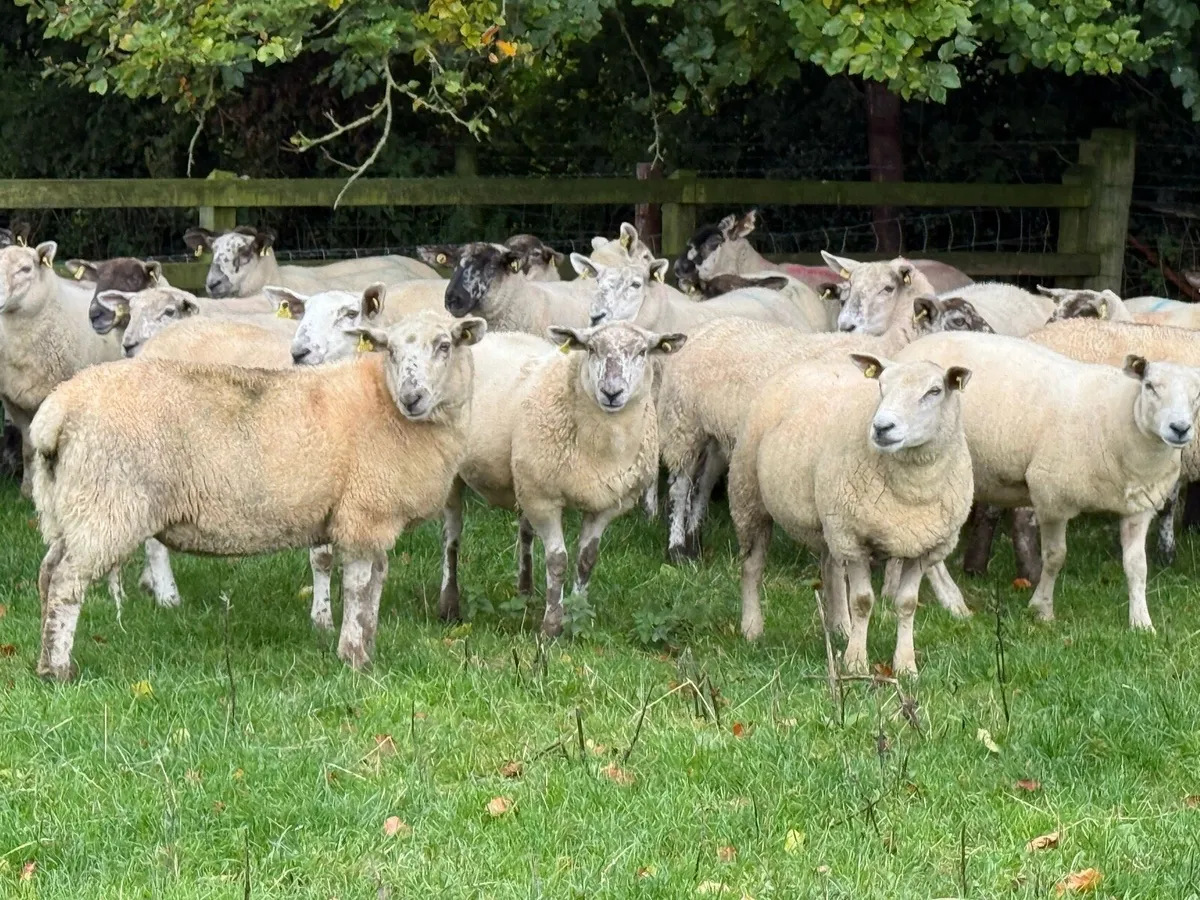 30 Borris Hoggets - Image 2