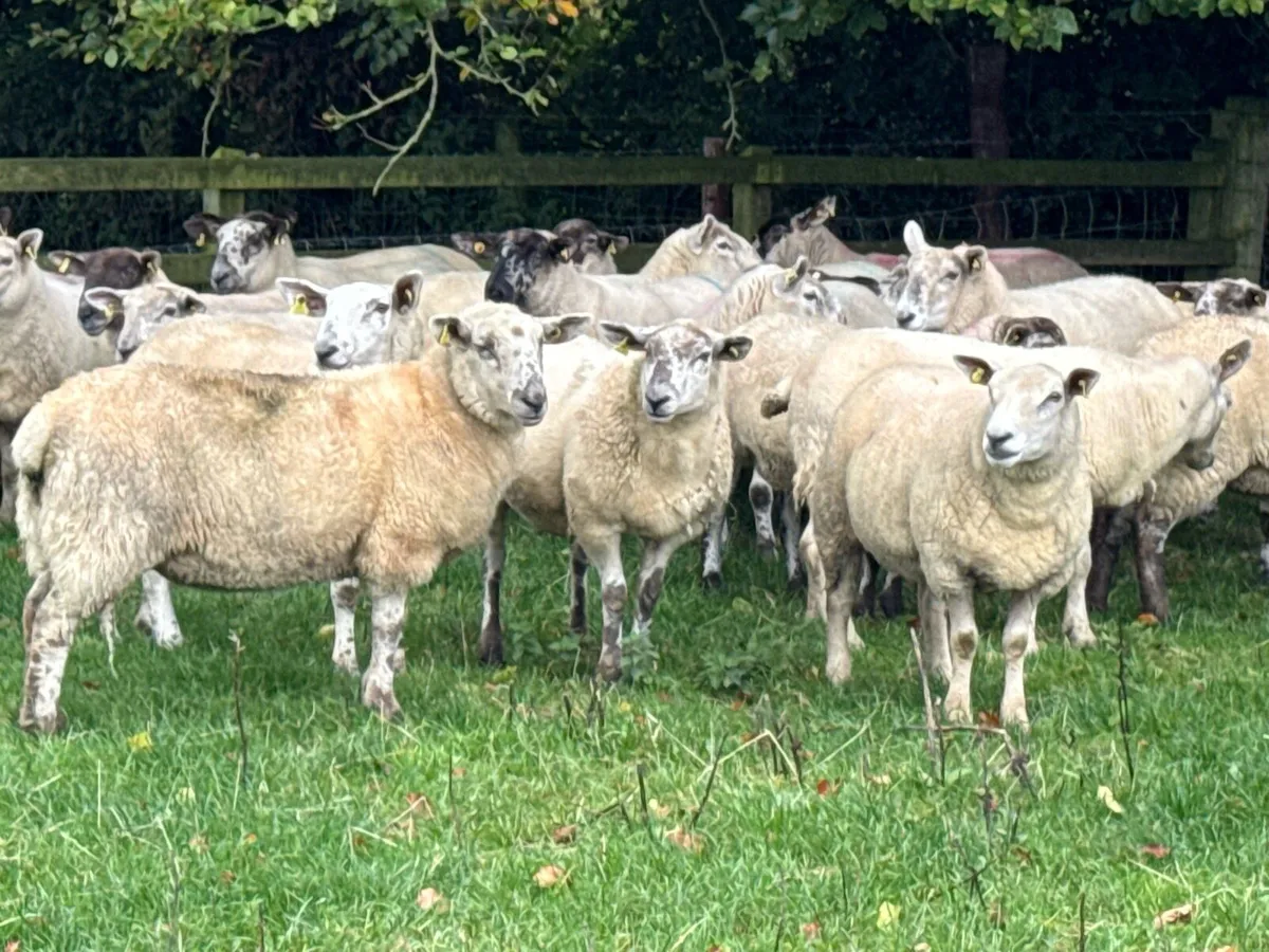 30 Borris Hoggets - Image 3