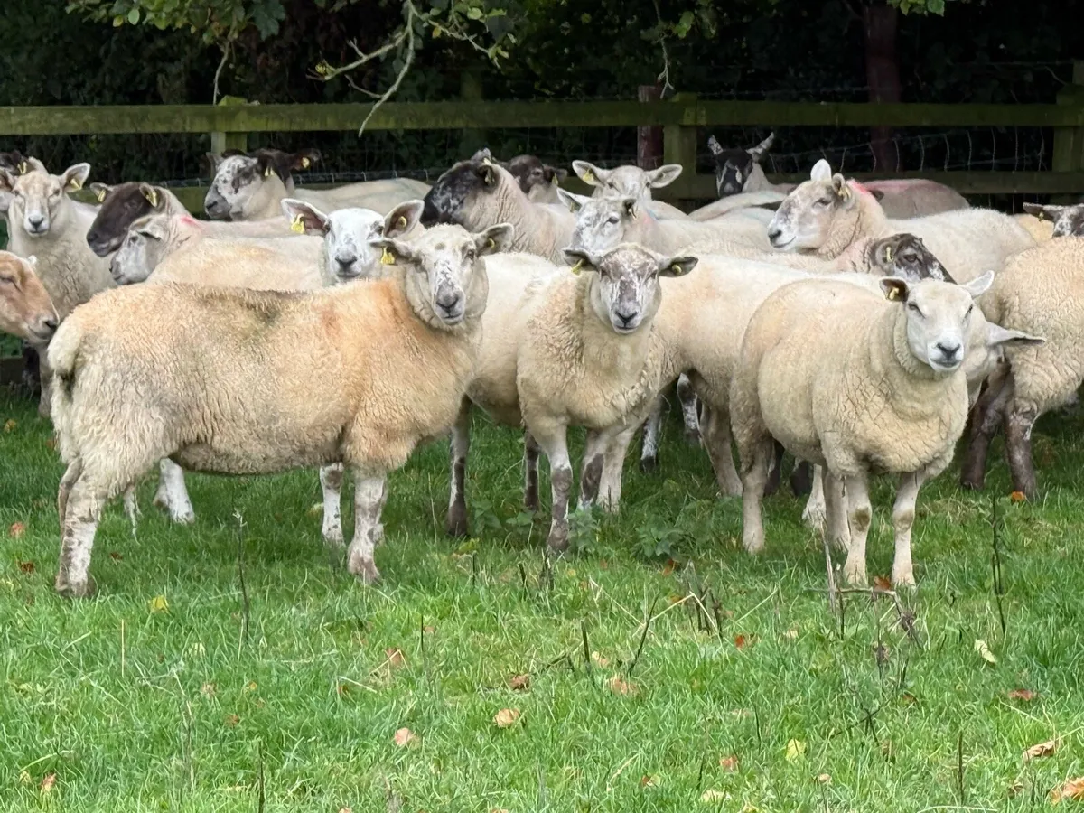 30 Borris Hoggets - Image 4