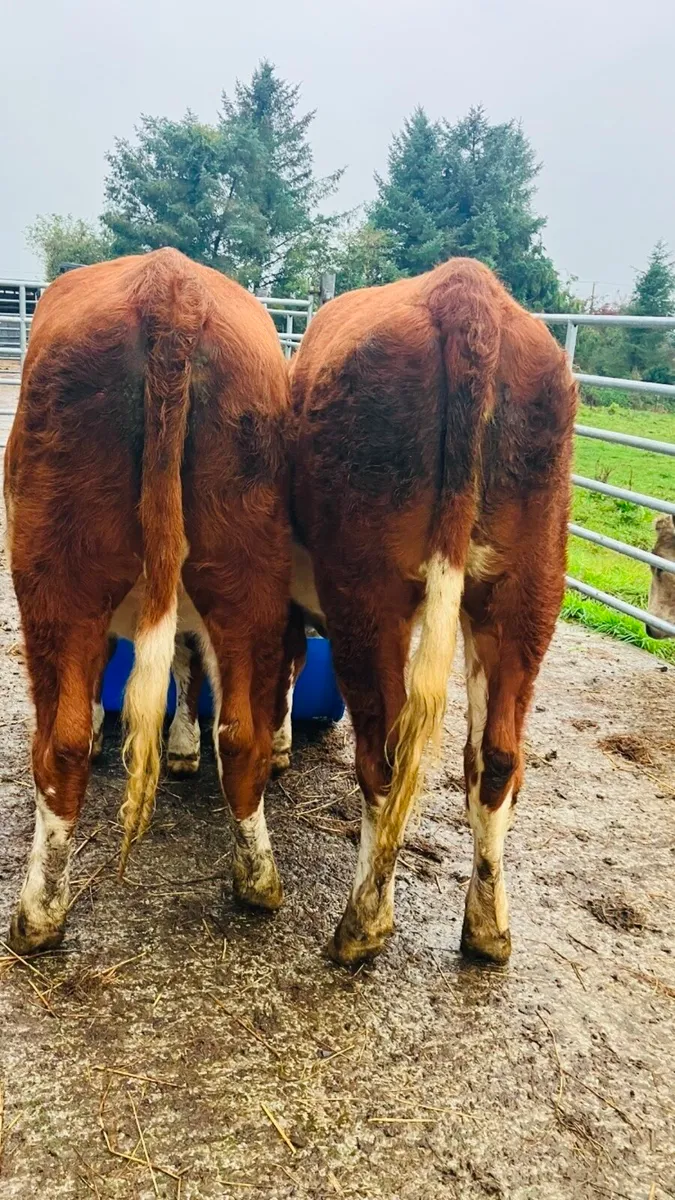 🌟 5 star Heifer’s 🌟 - Image 1