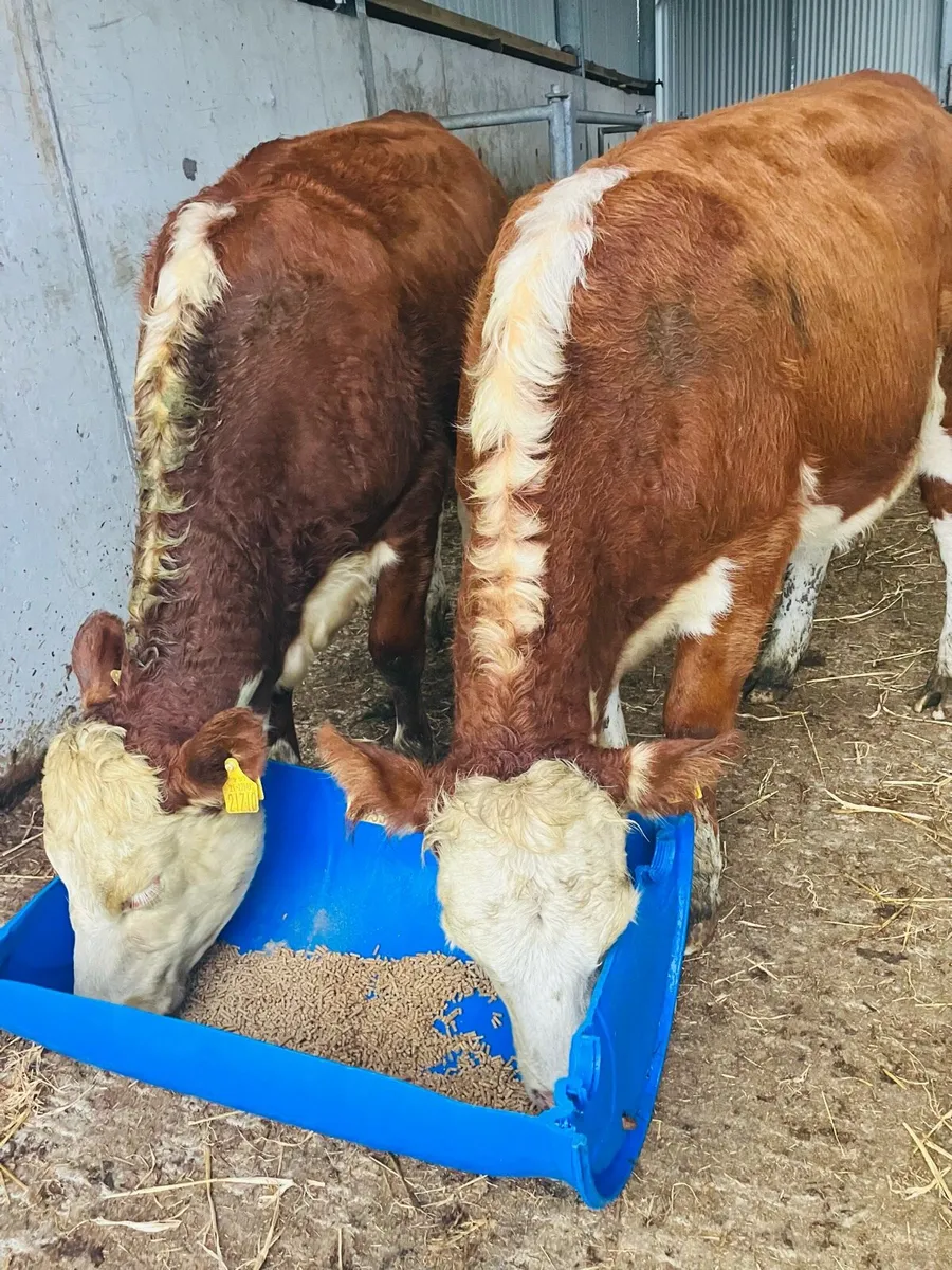 🌟 5 star Heifer’s 🌟 - Image 2