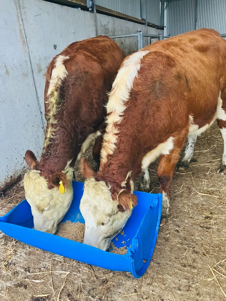 🌟 5 star Heifer’s 🌟 - Image 3
