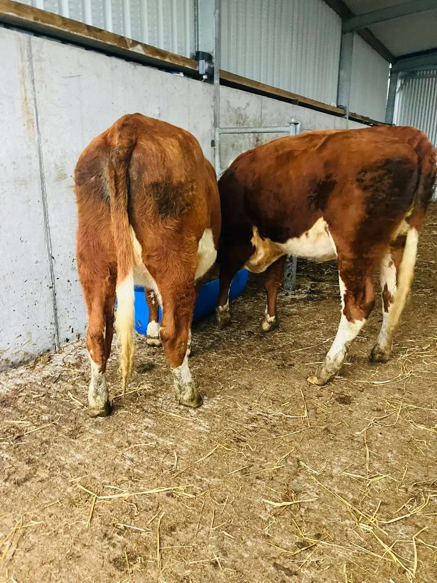 🌟 5 star Heifer’s 🌟 - Image 4