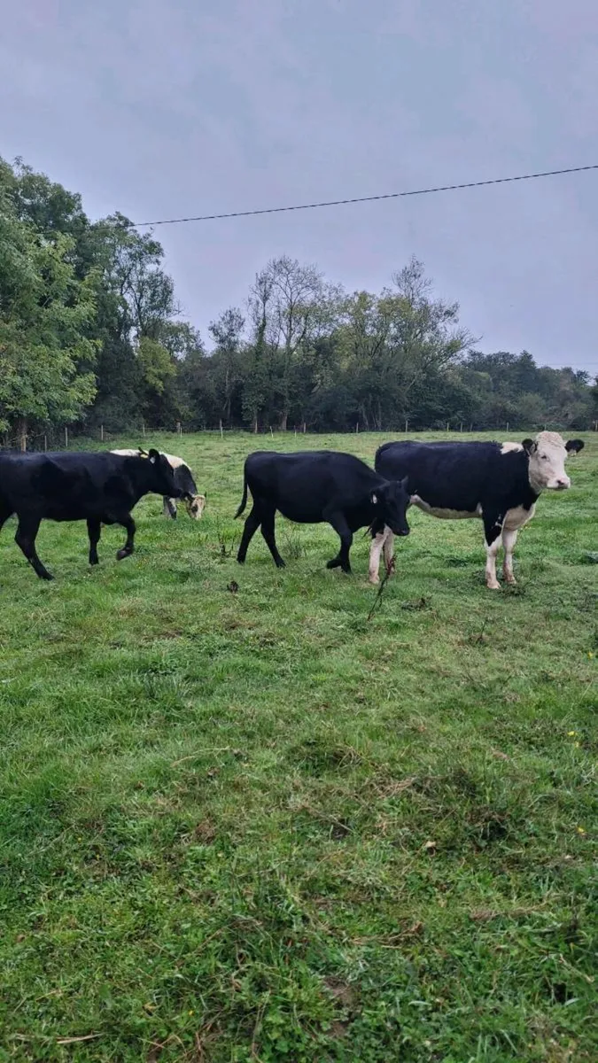 Hereford ,bb, angus heifers - Image 1
