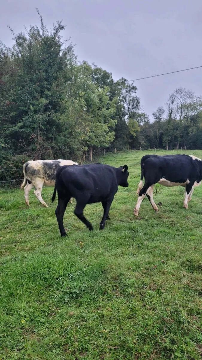 Hereford ,bb, angus heifers - Image 2