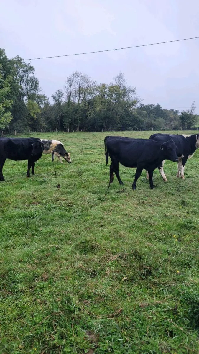 Hereford ,bb, angus heifers - Image 3