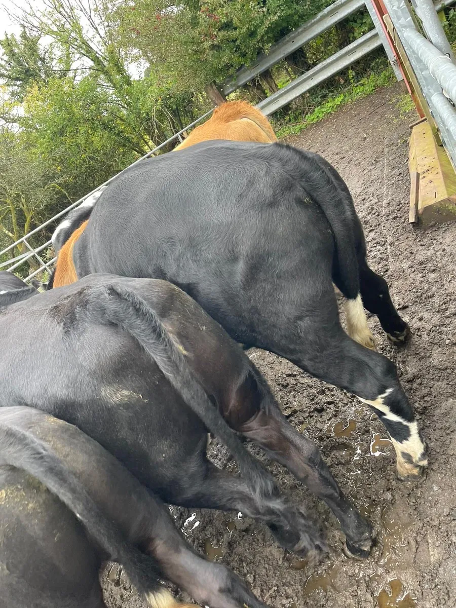 17 Bullocks for sale - Image 4