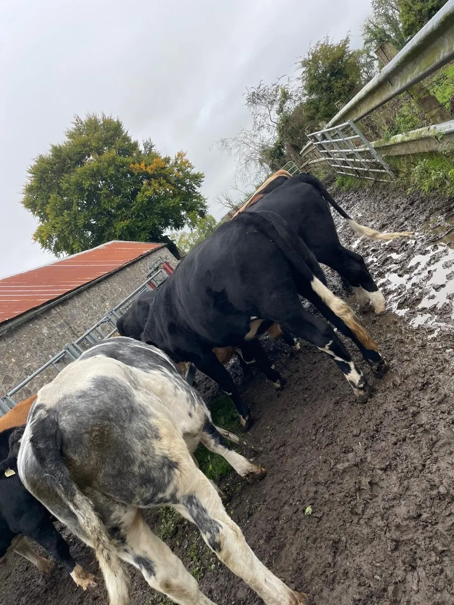 17 Bullocks for sale - Image 1