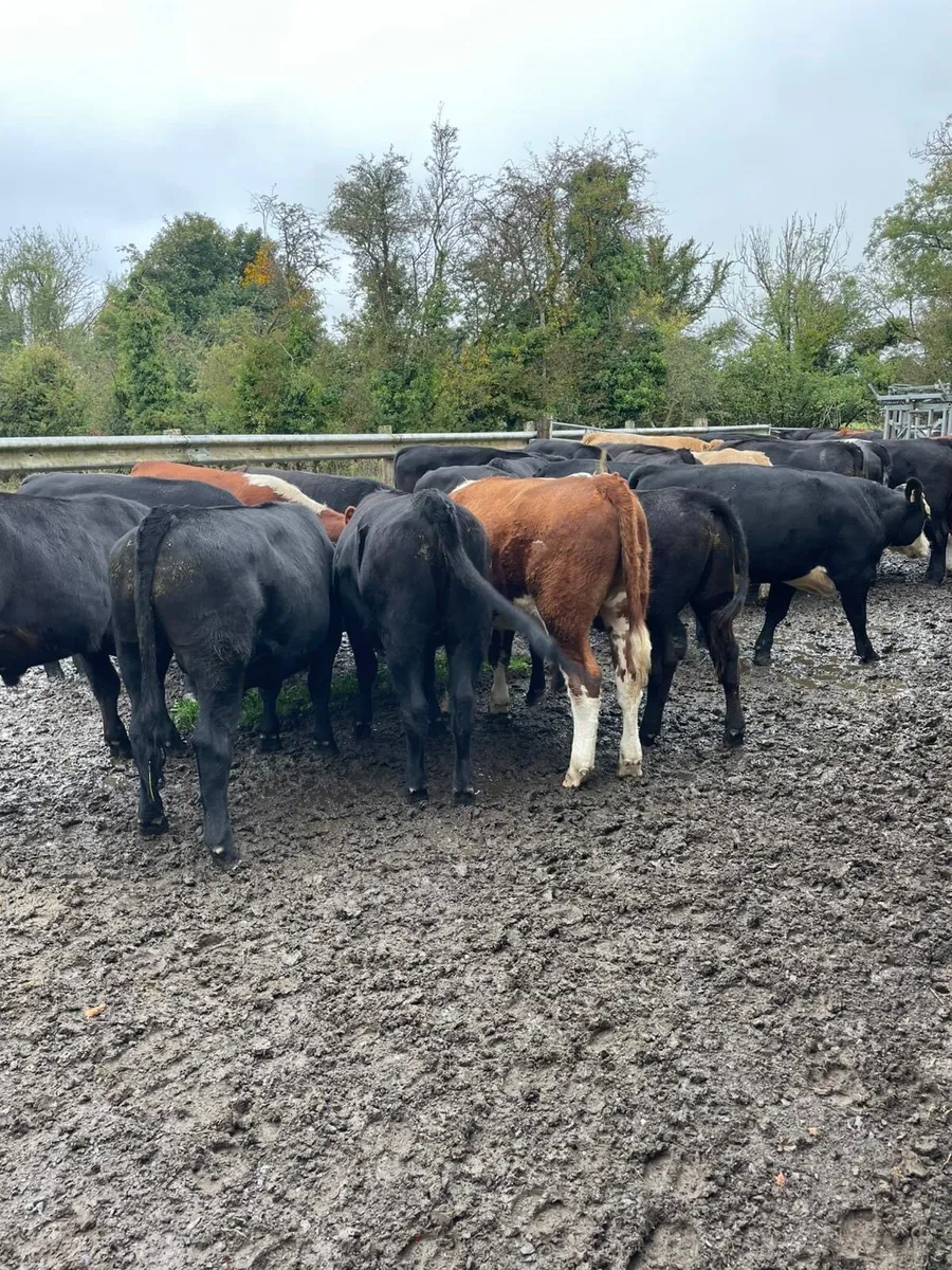 17 Bullocks for sale - Image 2