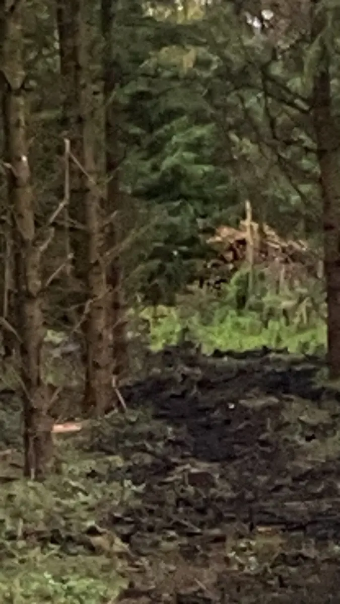 Looking to buy standing timber - Image 1