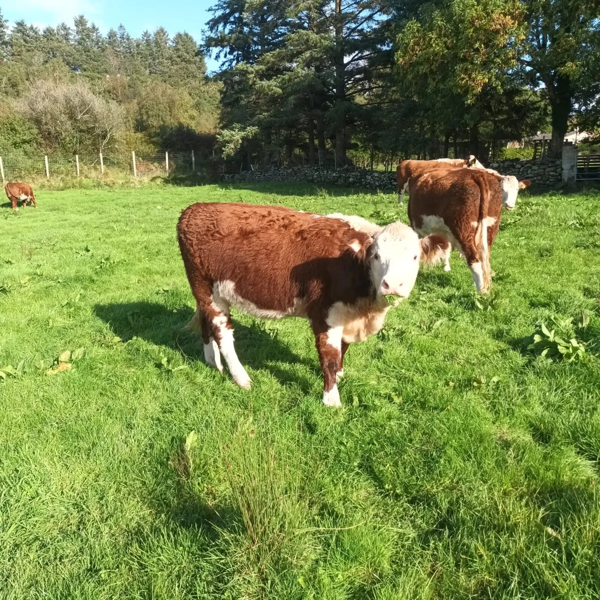 Purebred Hereford Heifers For Sale - Image 1