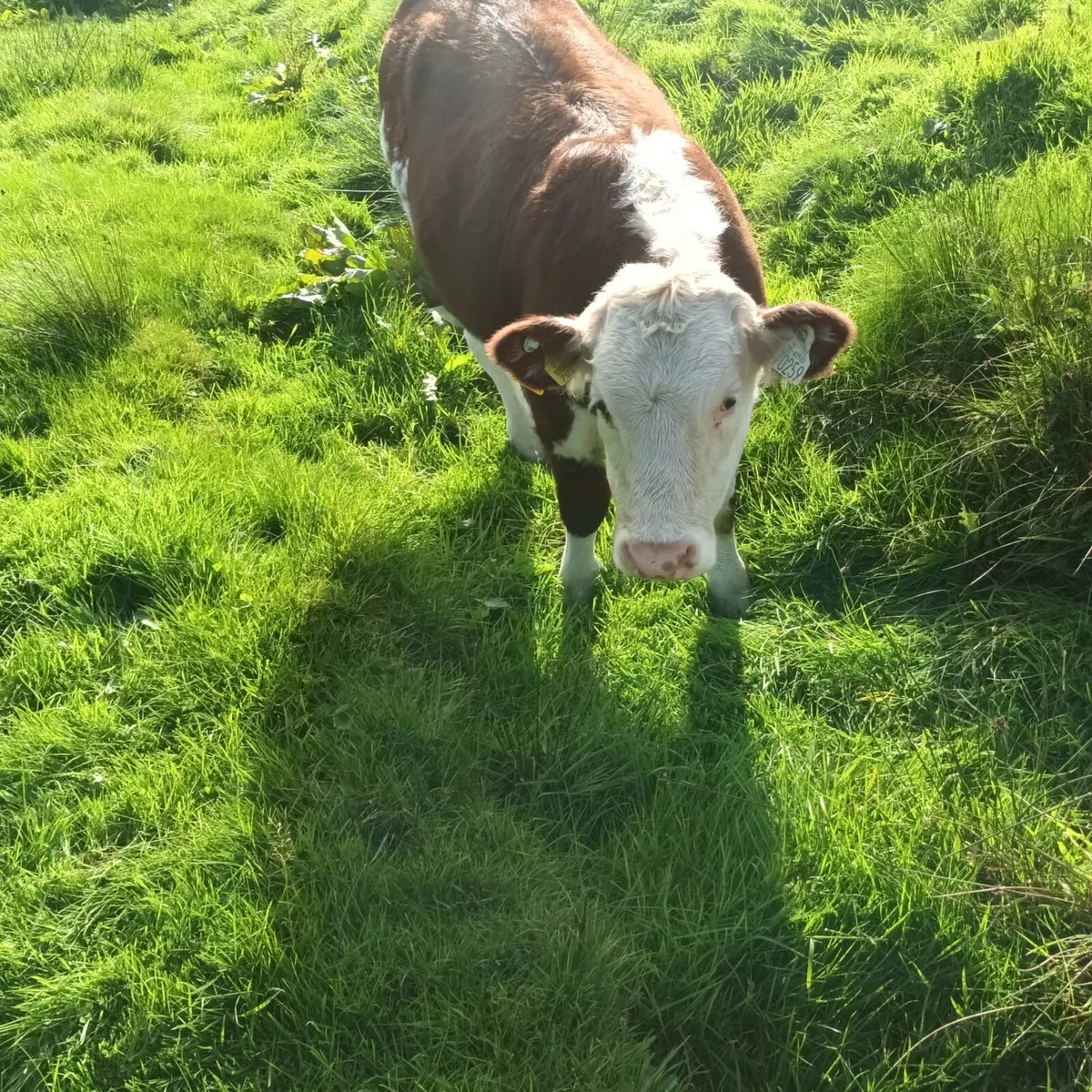 Purebred Hereford Heifers For Sale - Image 2