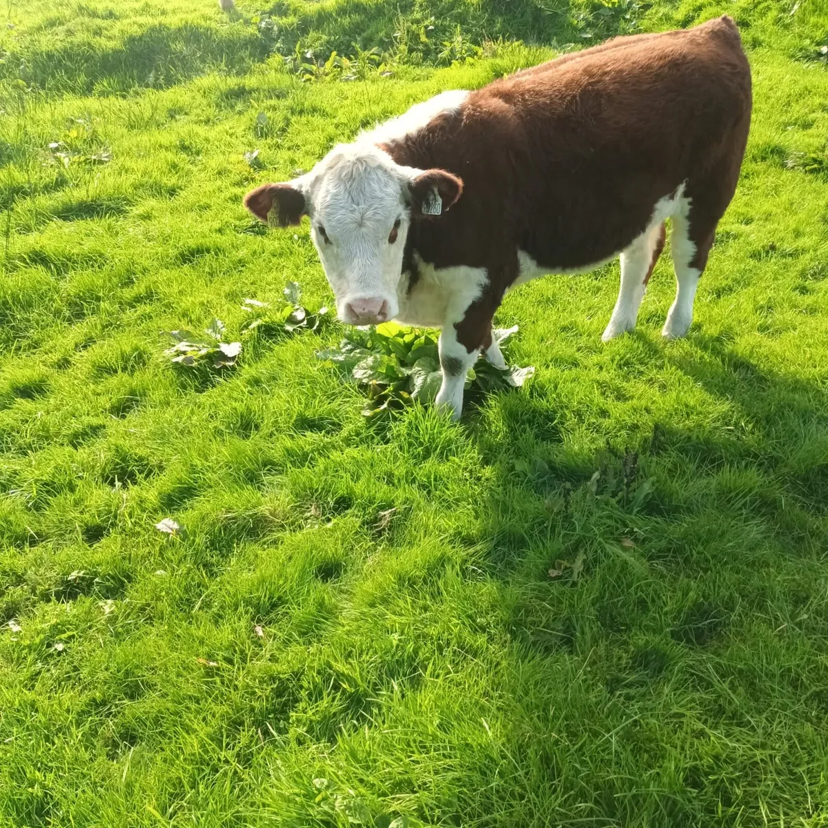 Purebred Hereford Heifers For Sale - Image 3