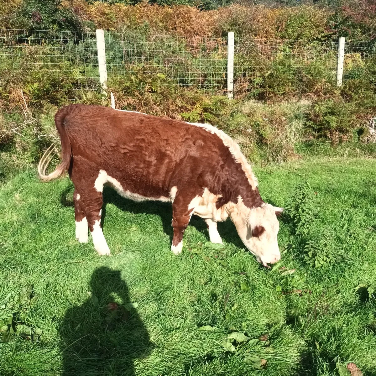 Purebred Hereford Heifers For Sale - Image 4