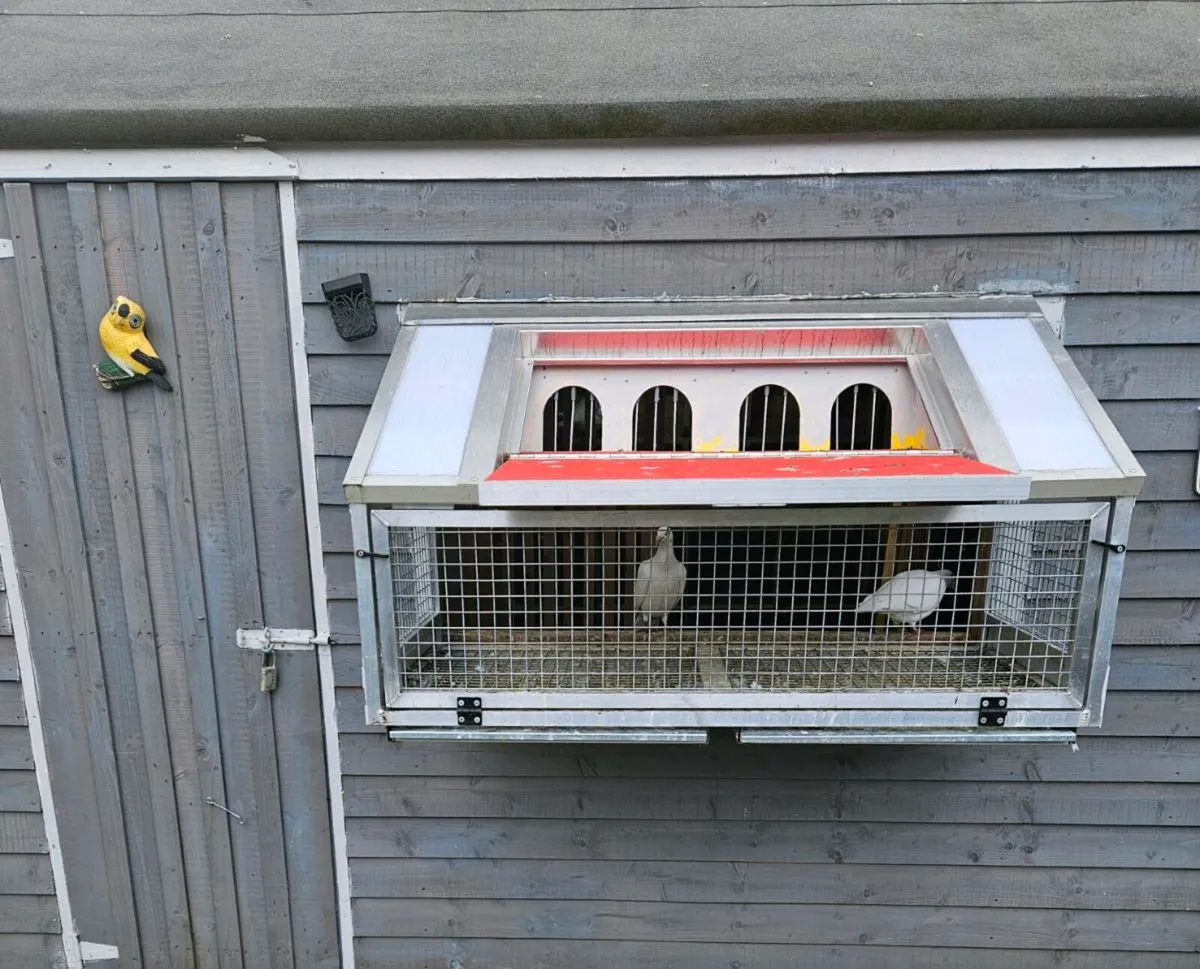 17 Pure white pigeons & 1 cracking pair of Rollers - Image 1