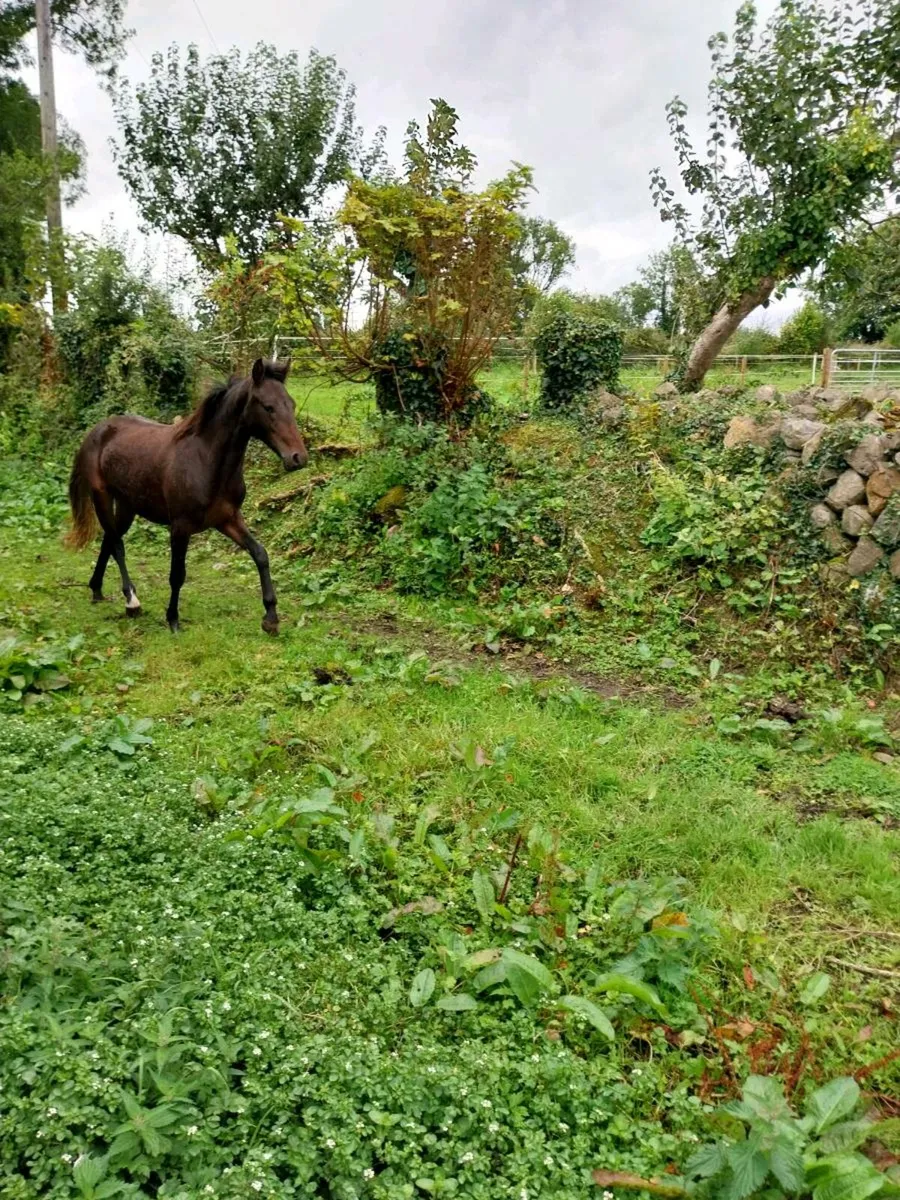 Connemara pony - Image 1