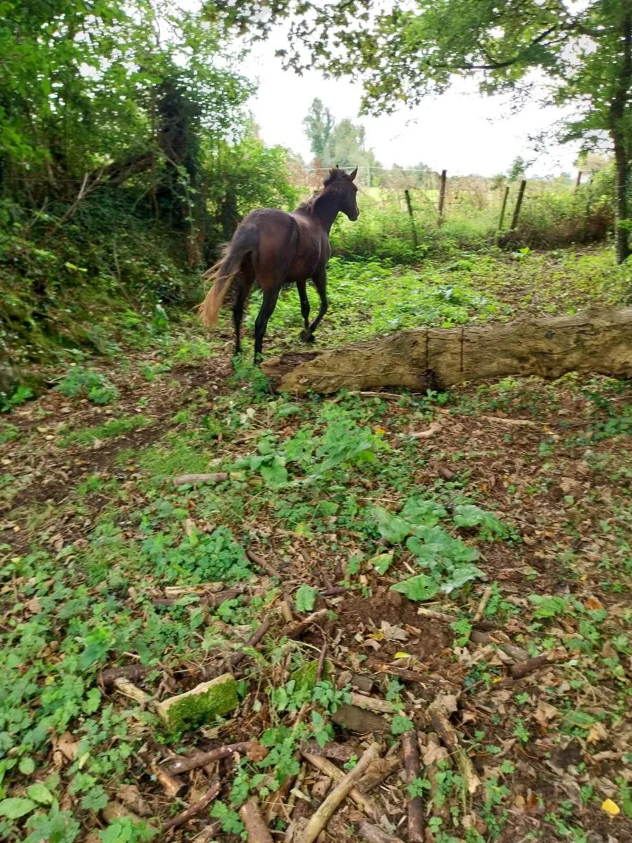 Connemara pony - Image 2