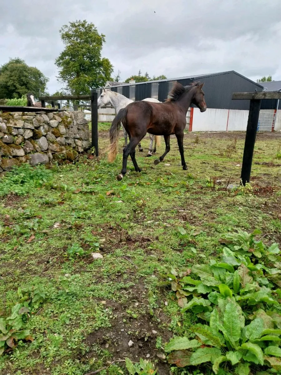 Connemara pony - Image 3
