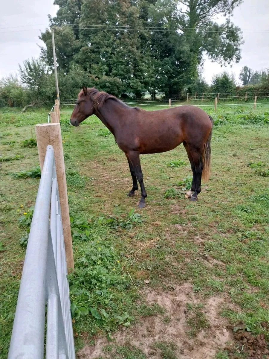 Connemara pony - Image 4