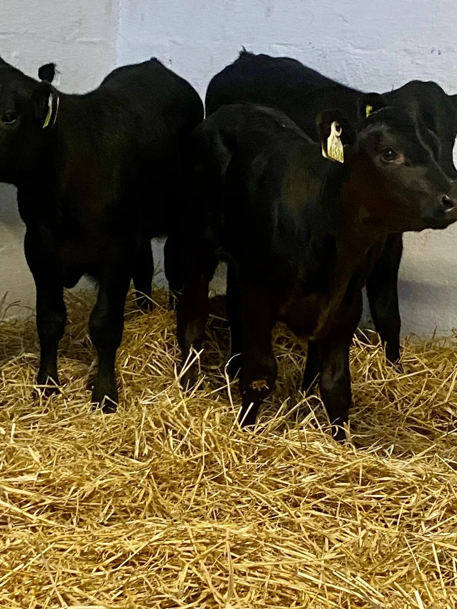 4 SERIOUS QUALITY ABERDEEN ANGUS CALVES - Image 2