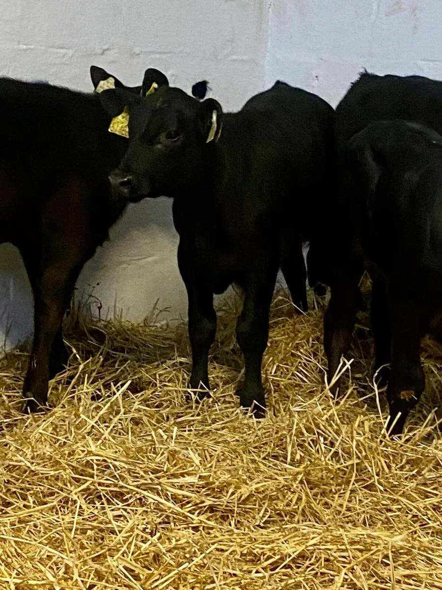 4 SERIOUS QUALITY ABERDEEN ANGUS CALVES - Image 3