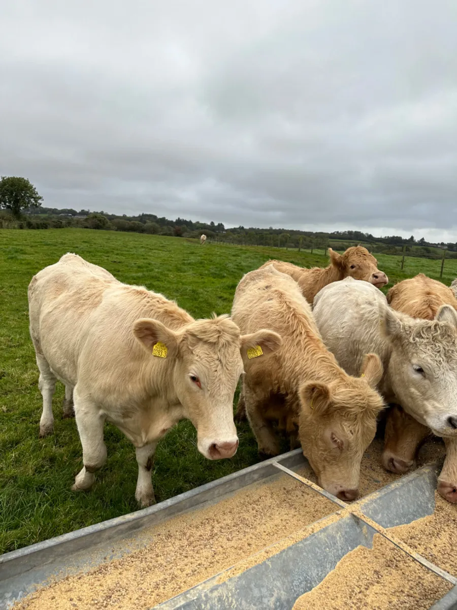 Charolais heifers - Image 4
