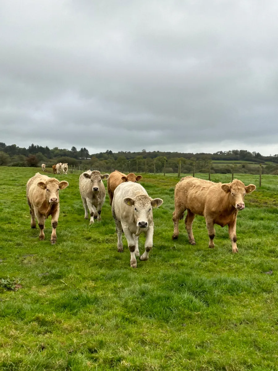 Charolais heifers - Image 1