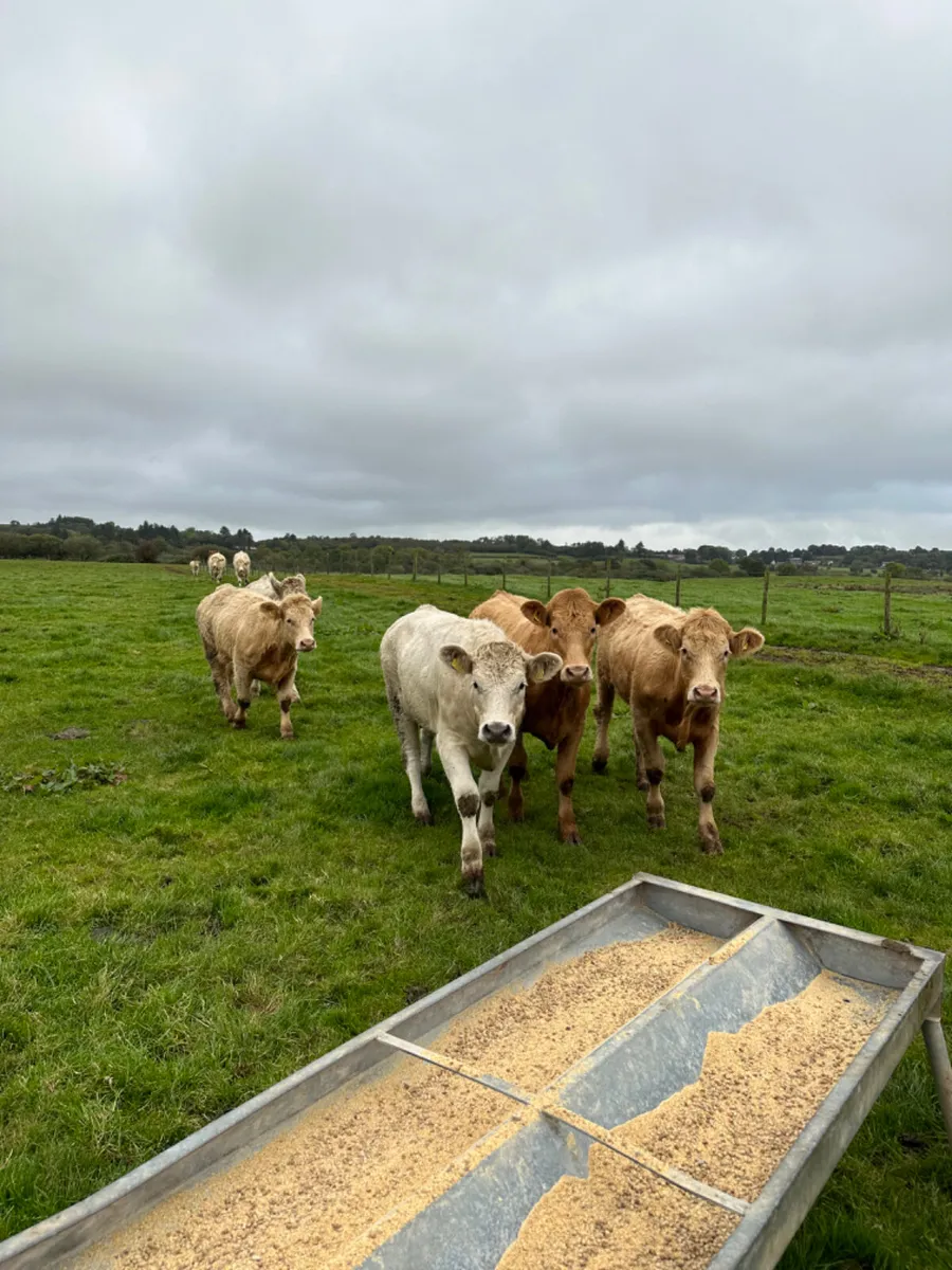 Charolais heifers - Image 3