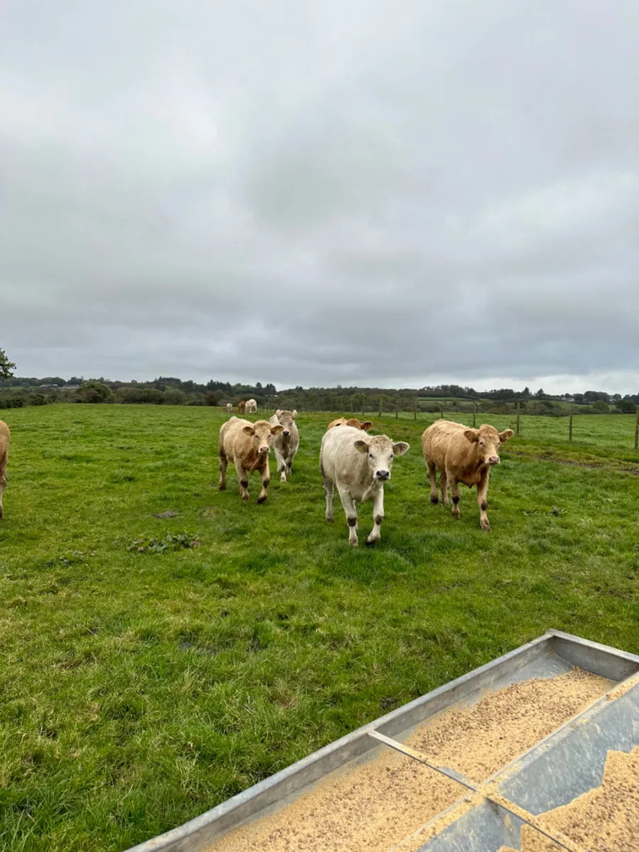 Charolais heifers - Image 2