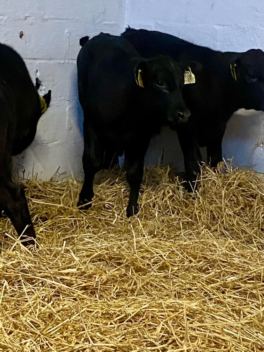 4 SERIOUS QUALITY ABERDEEN ANGUS CALVES - Image 4