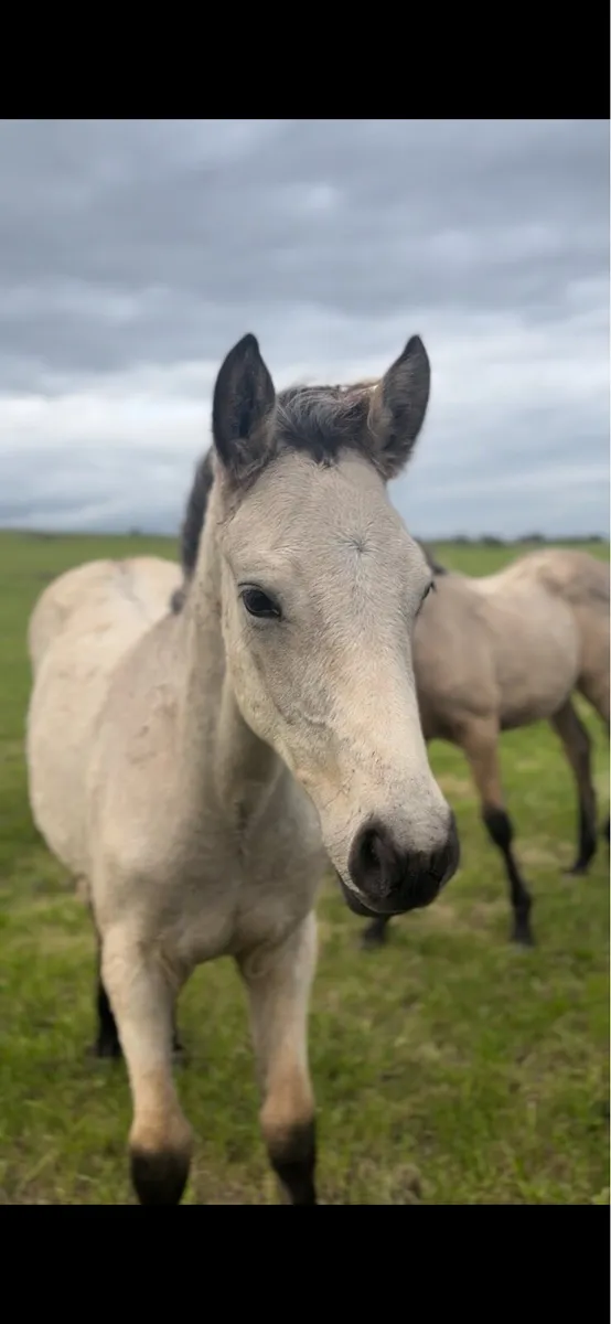 Buckskin Filly foal Connemara x TB - Image 1