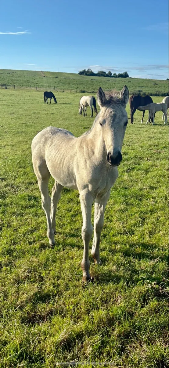 Buckskin Filly foal Connemara x TB - Image 2