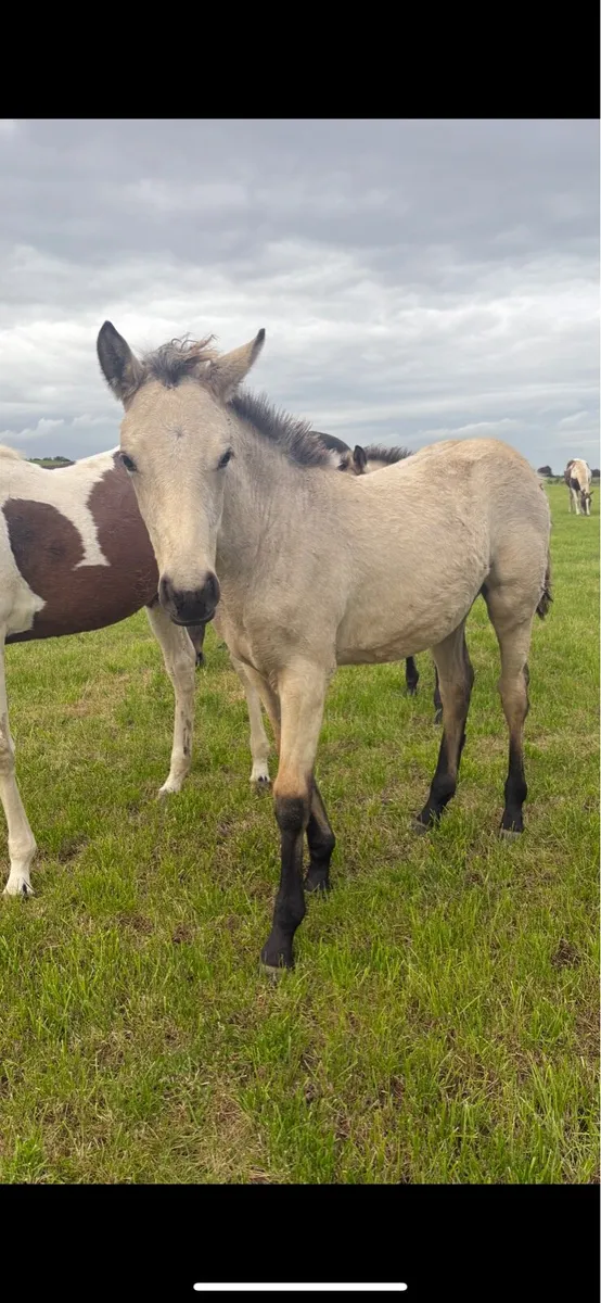 Buckskin Filly foal Connemara x TB - Image 3