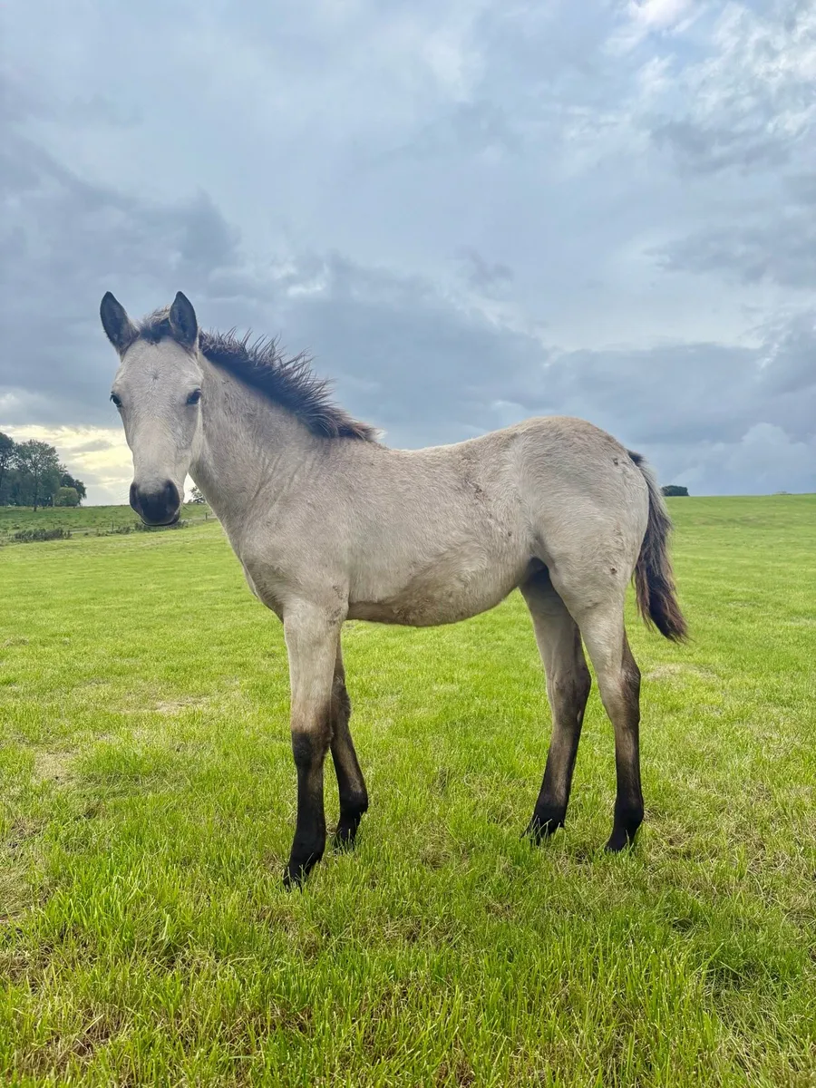Buckskin Filly foal Connemara x TB - Image 4