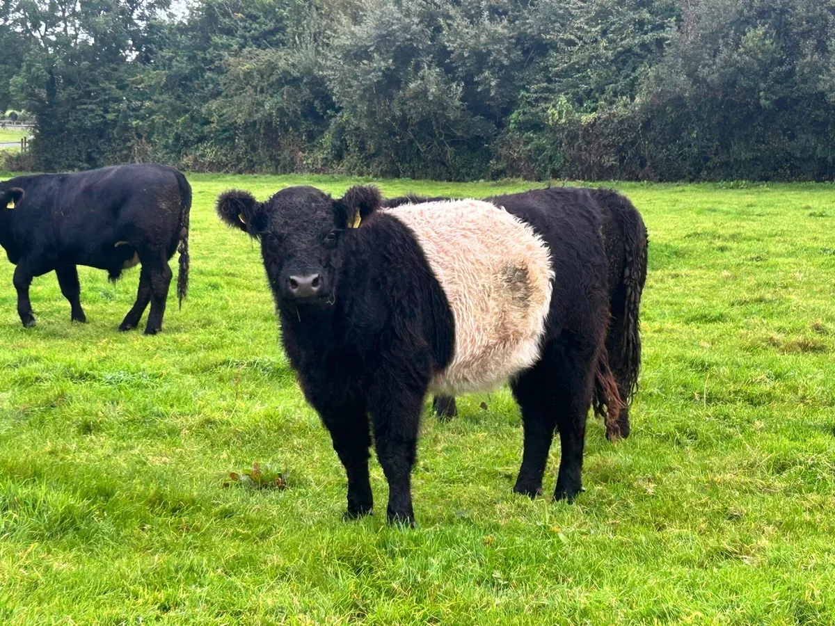 Belted Galloway Heifers - Image 1